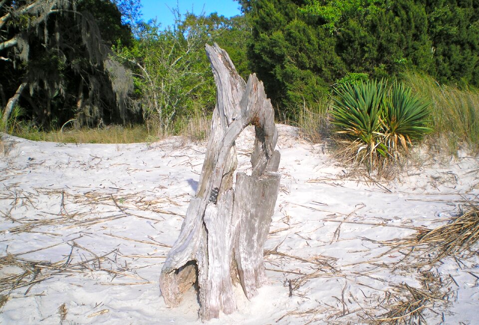 Part of tree resort beach