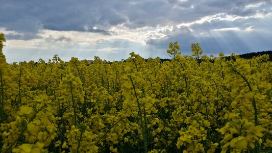 Field of rapeseeds yellow sky