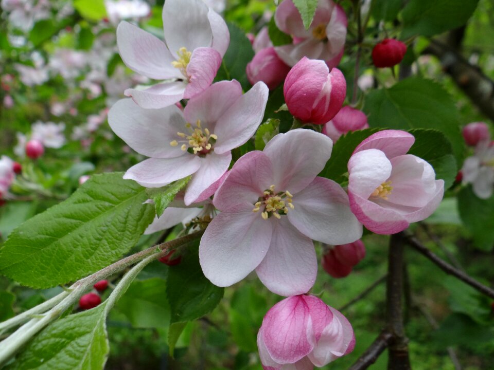Apple tree apple tree blossom apple blossom