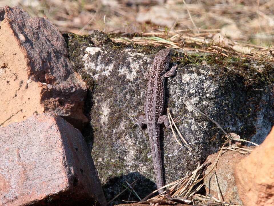Gray swornegacie animals