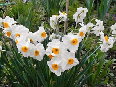 Narcissus spring flowers Free photos photo