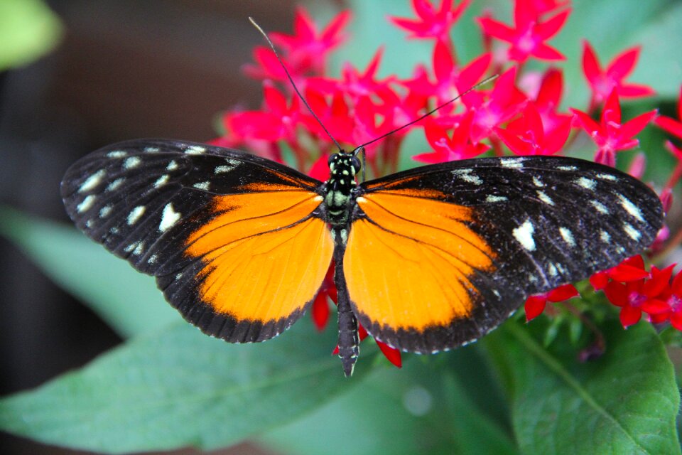 Nature orange red