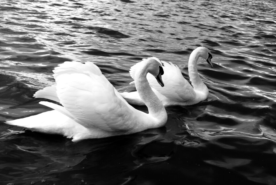 Nature wild life water birds