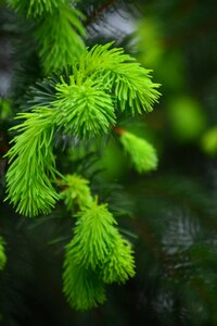 Pine bud forest