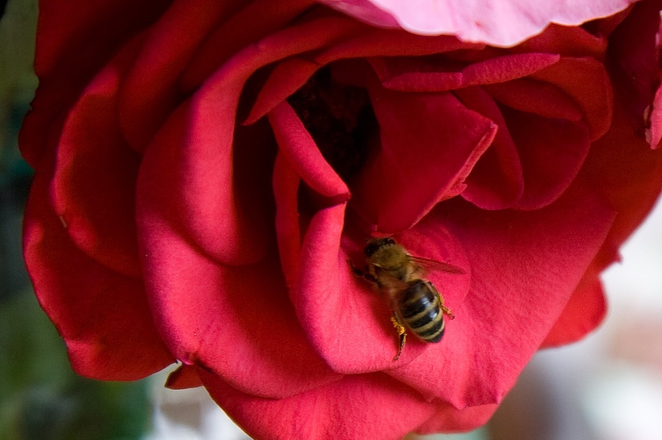 Flower red insect photo