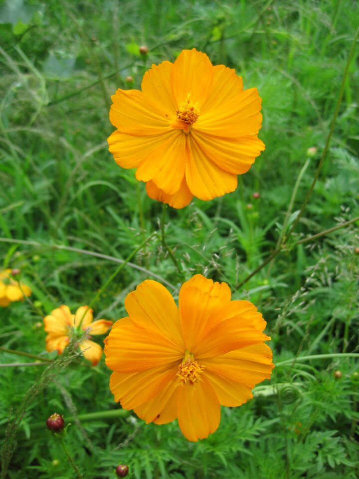 Yellow bright foliage