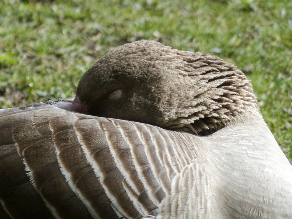 Animal water bird bird