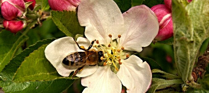 Bee spring macro photo