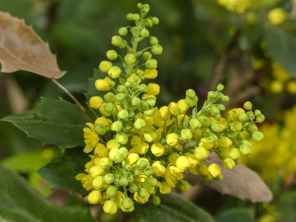 Oregon grape holly mahonia flowers pollinate