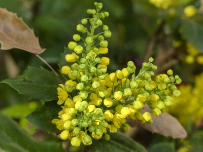 Oregon grape holly mahonia flowers pollinate