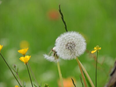 Flower nature seeds