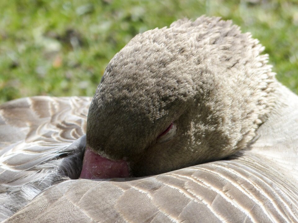 Animal water bird bird