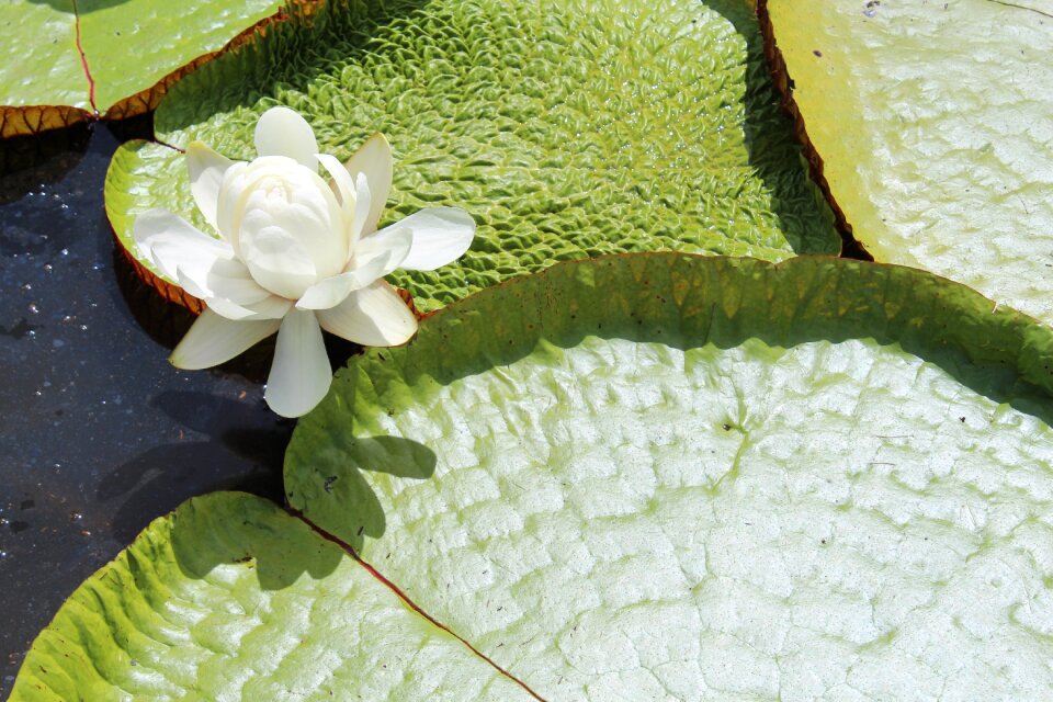 Water lily white flower flower