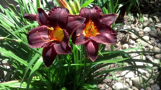 Nature bloom flowers