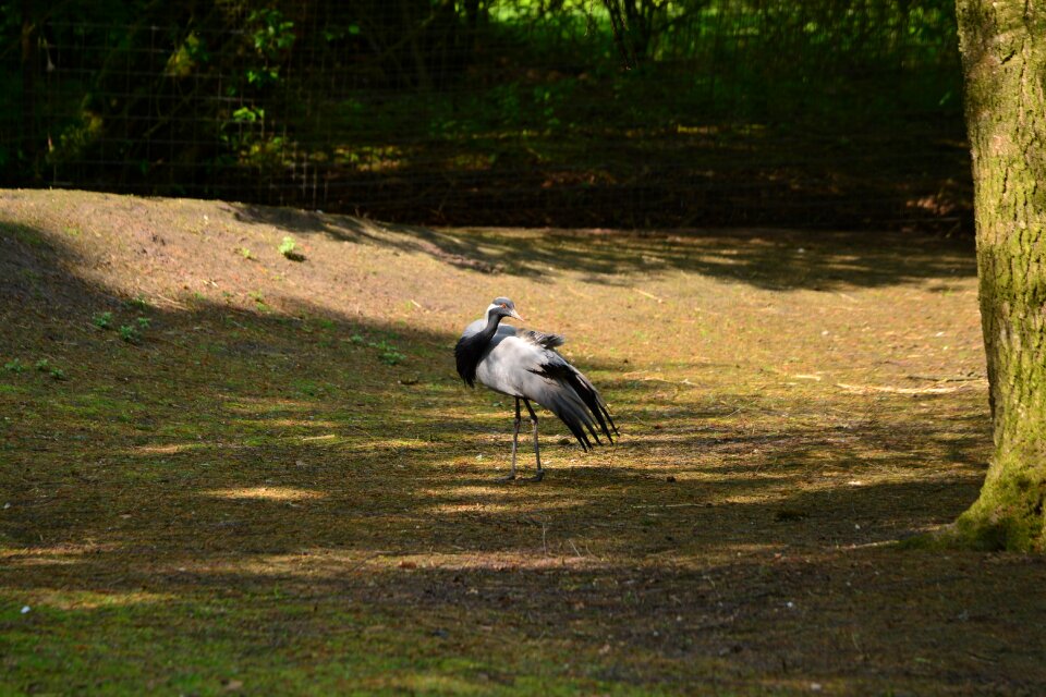 Nature animal grey