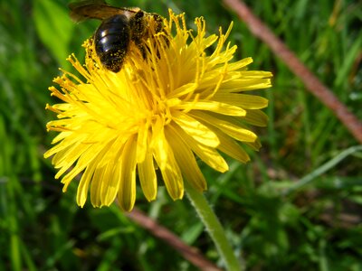 Bee dandelion spring