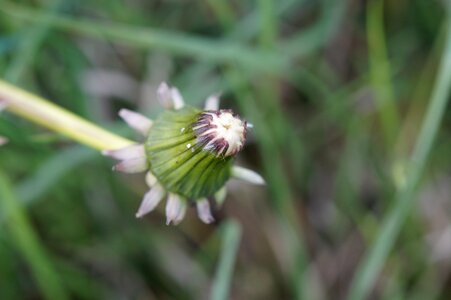 Weed closed seeds