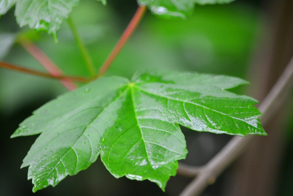 Foliage forest hungary