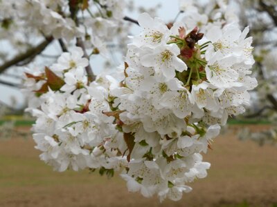 Cherry tree blossom flowers