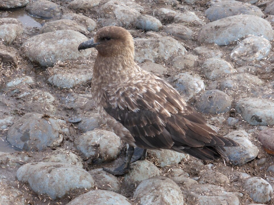 Antarctica bird bird of prey