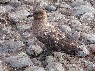 Antarctica bird bird of prey