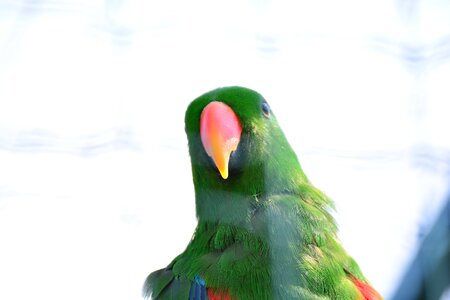 Head bill plumage photo