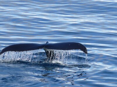 Southern ocean finn south pole