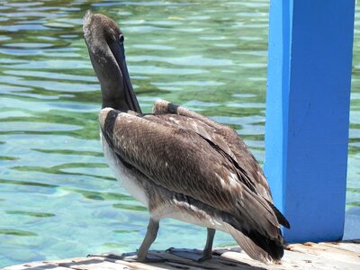 Pelican animals ave photo