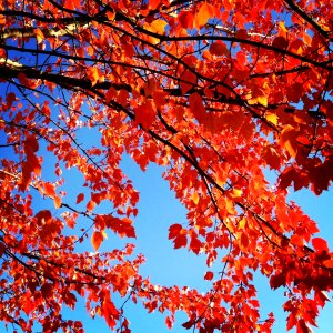 Seasonal fall color nature