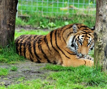 India big cat dangerous elegant photo