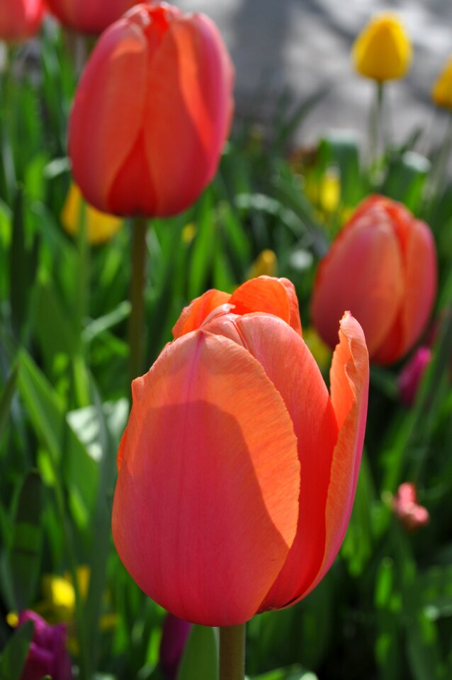 Flower perennial holland