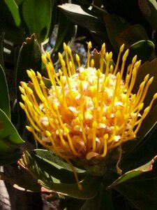 Flower protea cape town photo