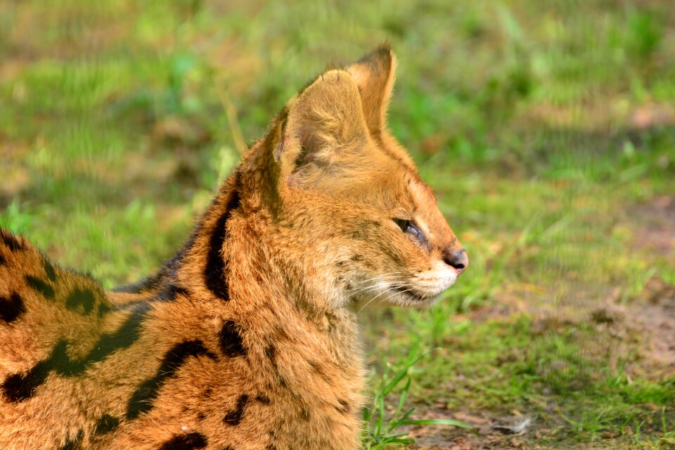 Wildcat predators mammals