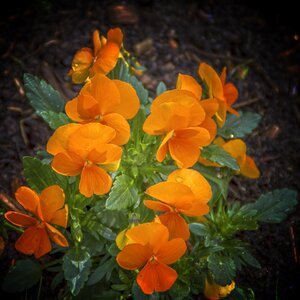 Plant nature spring