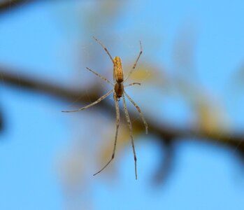 Web detailed hairy