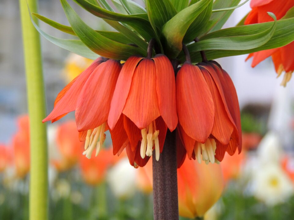 Bloom plant macro