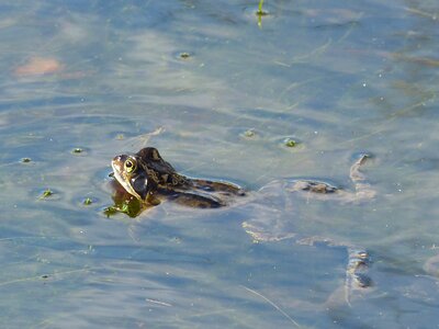 Swim frog pond garden pond photo