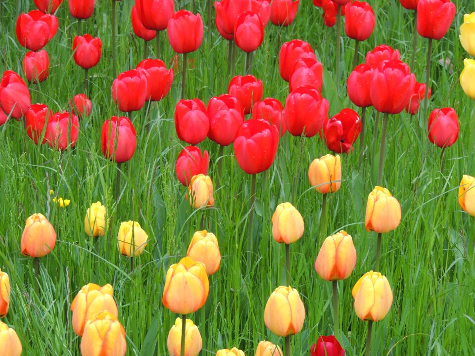 Meadow green grass