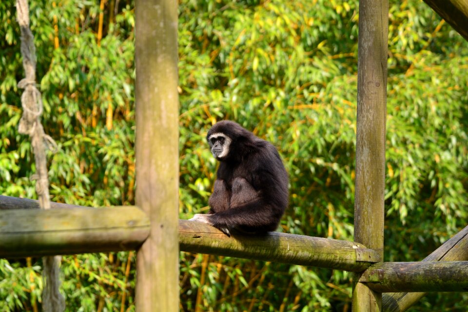 Mammal zoo animal world