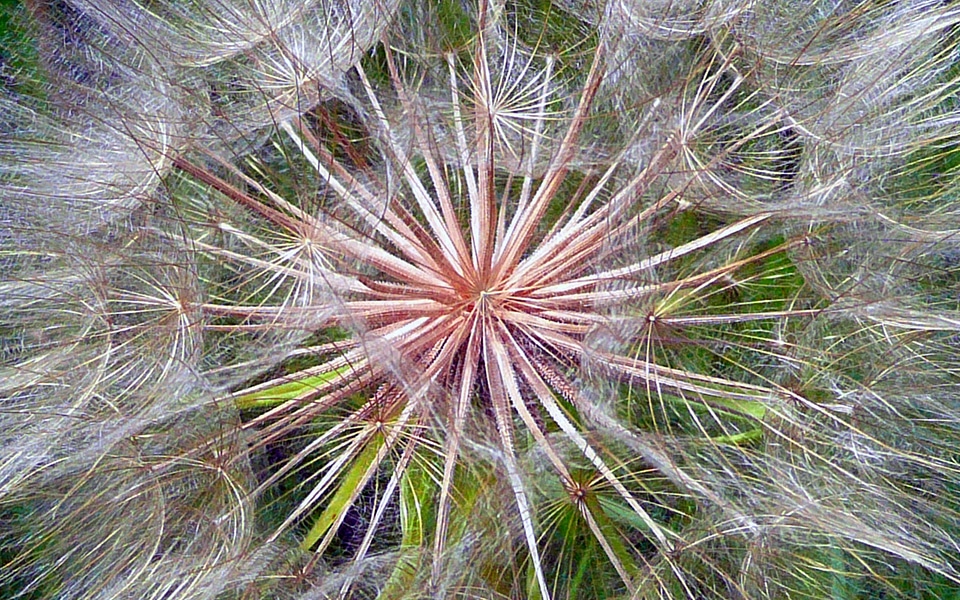 Natural blossom bloom