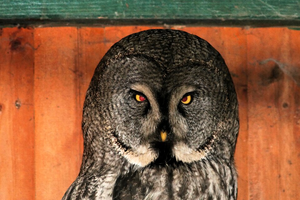 Portrait eyes feather