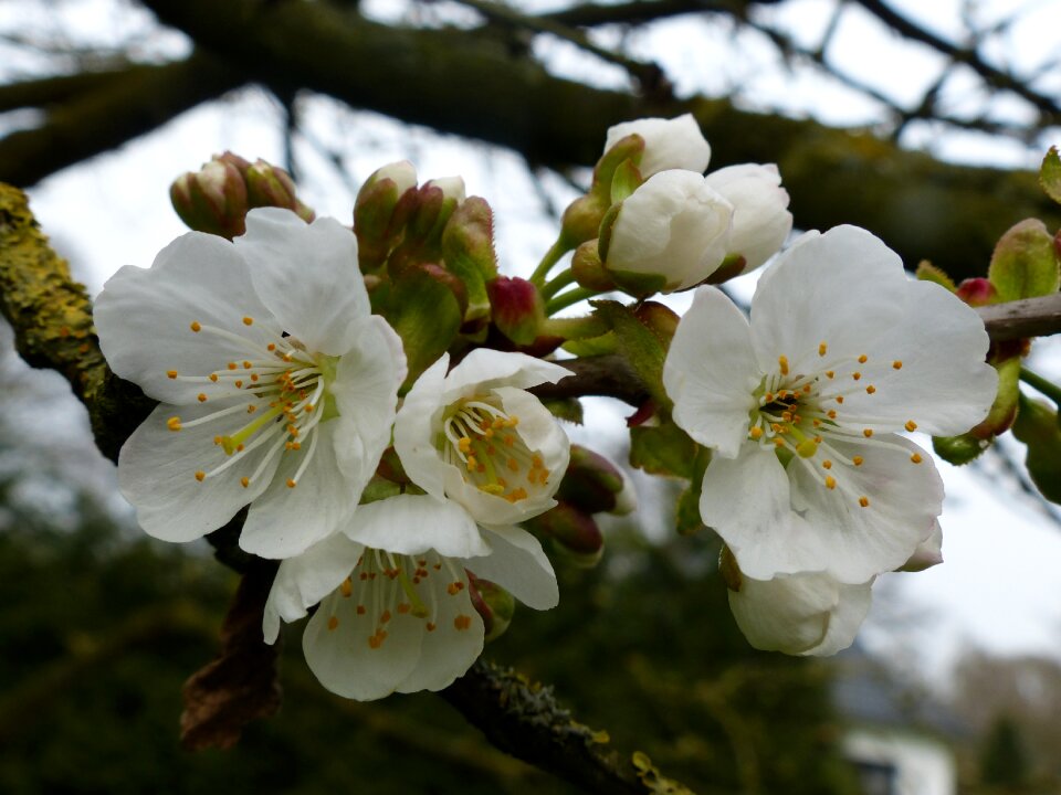 Flowers white green