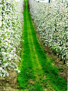Apple trees heyday spring