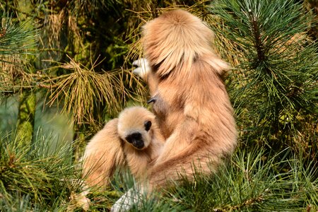 Mother with child mammal zoo