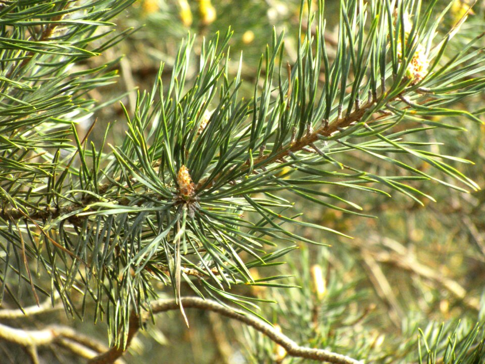Conifer pine greenhouse branches