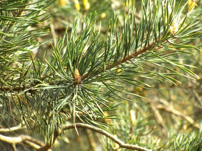 Conifer pine greenhouse branches photo