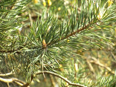 Conifer pine greenhouse branches