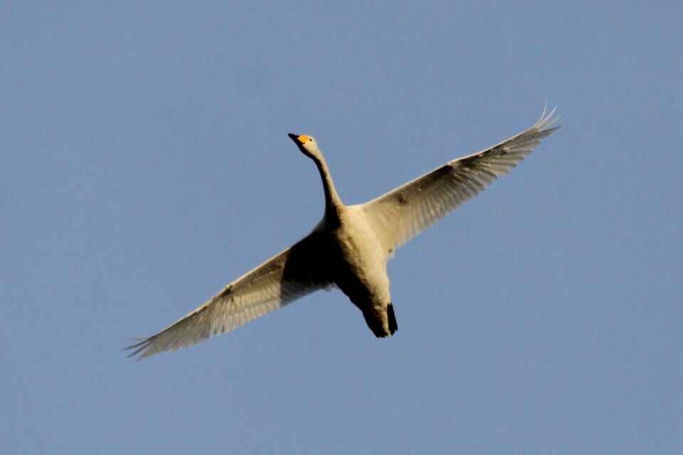 Bird fly sky