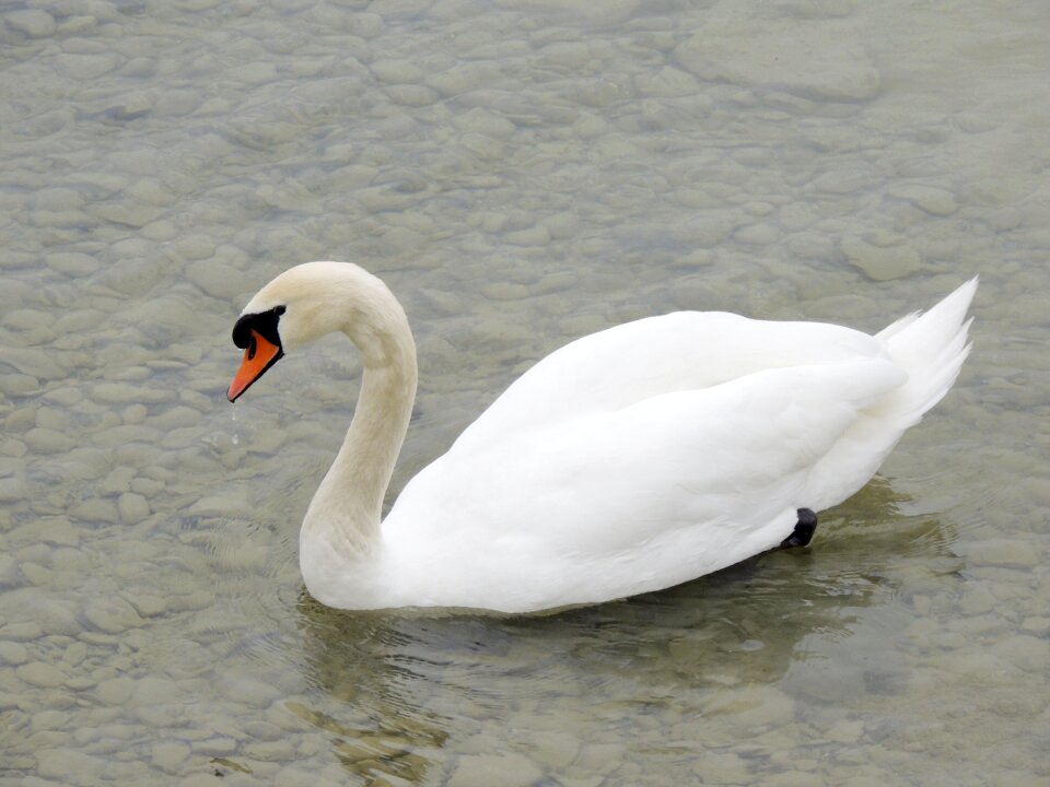 Bird white feather