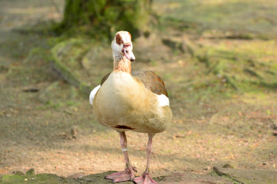 Bird flying duck bird